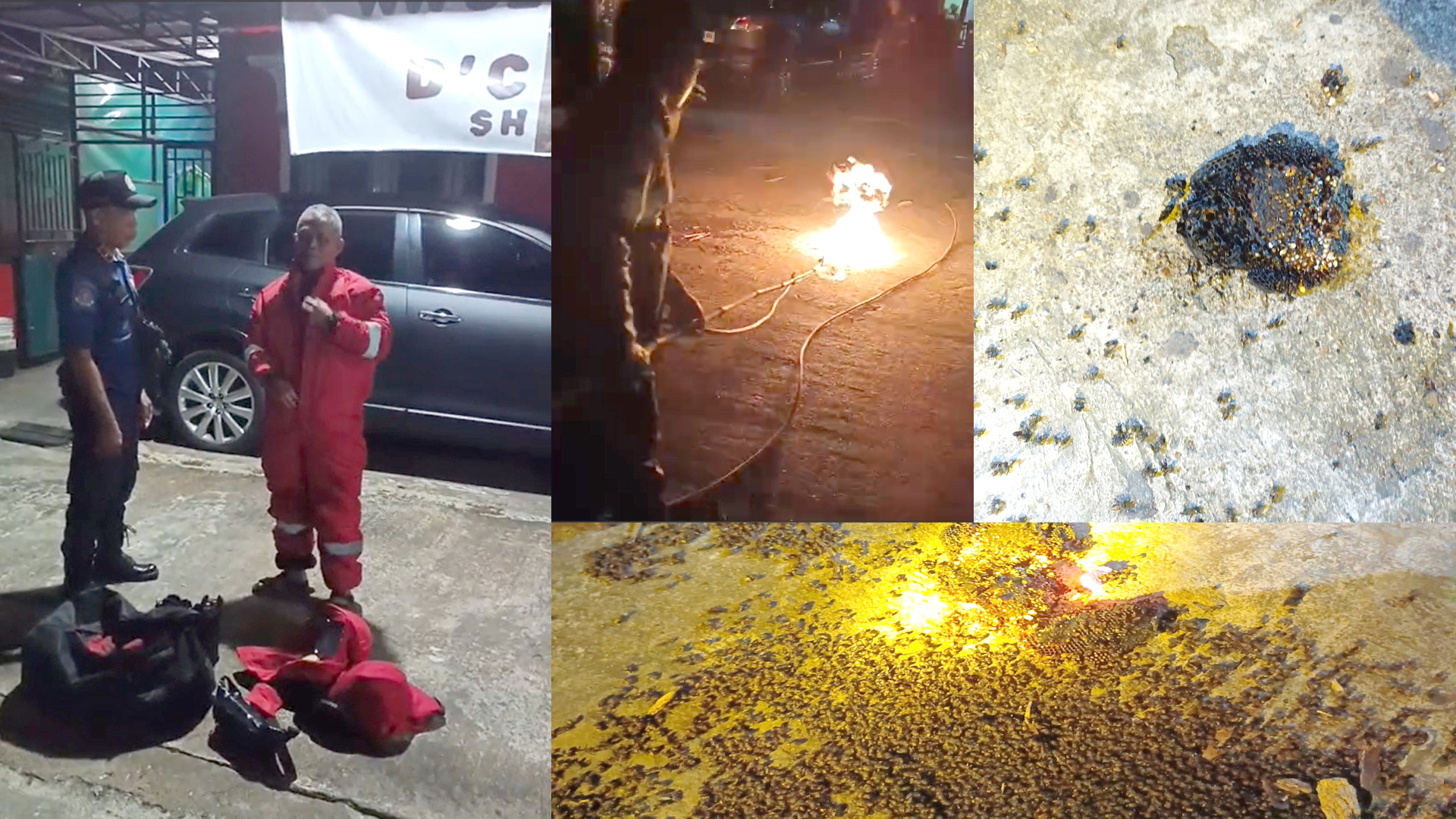 🐝 Eksekusi Sarang Lebah Batang di Pohon Mangga: Aksi Sigap Damkar Lindungi Warga